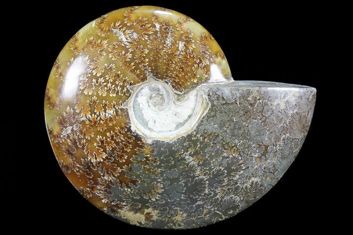 Polished, Agatized Ammonite (Cleoniceras) - Madagascar #72873